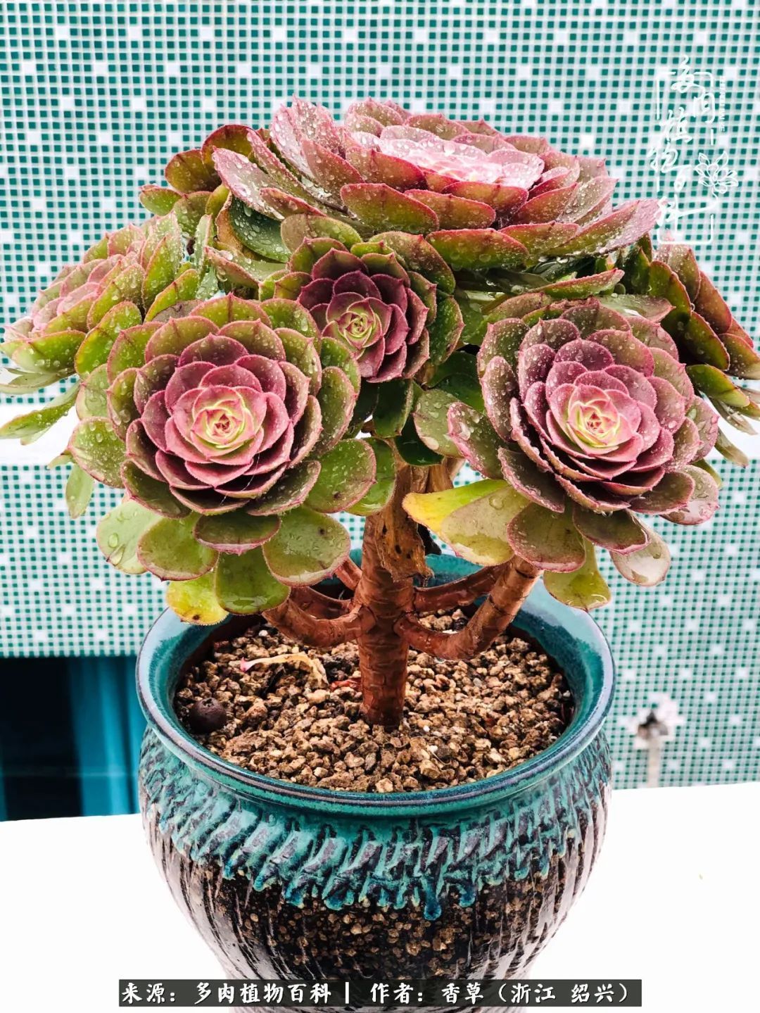 阳台上的一亩三分地,我愿与你一起,与时光媲美!