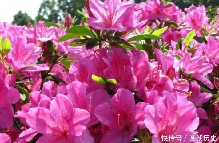 对待新手很友好的几款花卉,半月浇水一次,花开压弯枝头