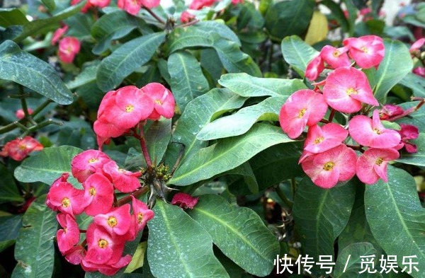 虎刺梅总是不开花怎么办以下3个方面多注意,花繁叶茂更美观