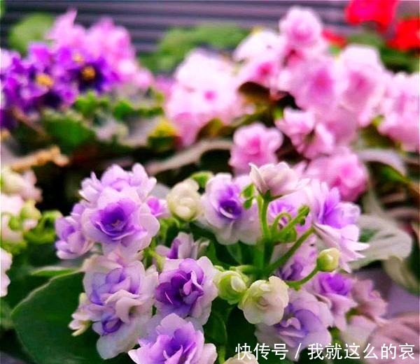 13种适合阳台养的紫色盆栽花,阳台养上几盆,天天“紫气东来”!