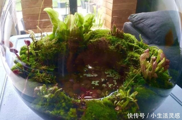 在家里用花盆养食虫植物特简单，定期浇水和喂个小虫即可！