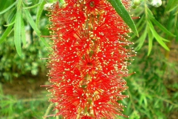 此花的花朵英姿飒爽,每到夏季炫目多彩,有着风韵独特的寓意!