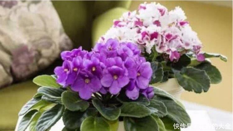 种花|4种花很好养,耐热耐晒更耐旱,比吊兰好养,你养了吗