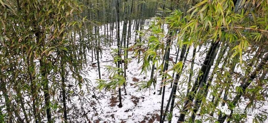 大竹海|正月下江南（1）雨中游太湖古镇，游览雪后中国大竹海