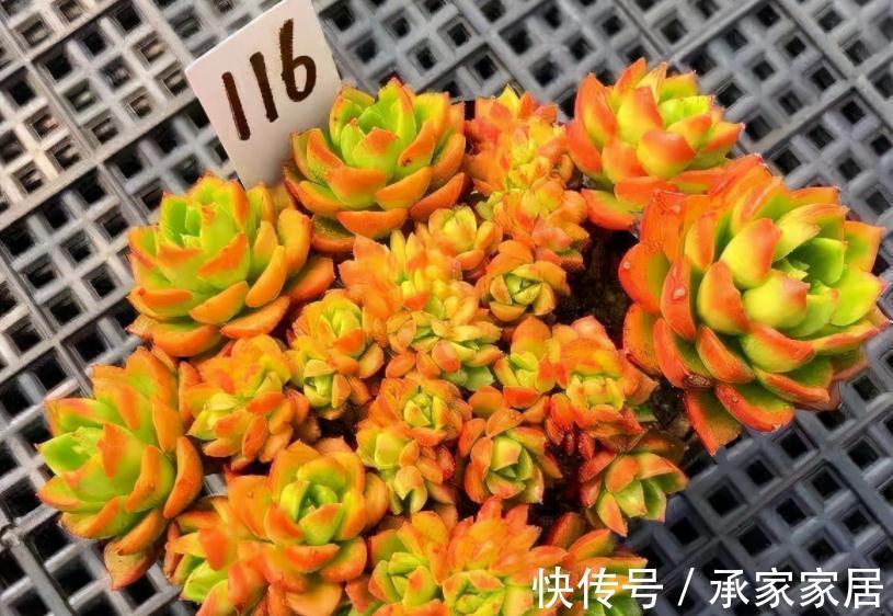 火红色|养多肉别随意，选这3款，养2年成老桩，身价倍增，赚大了