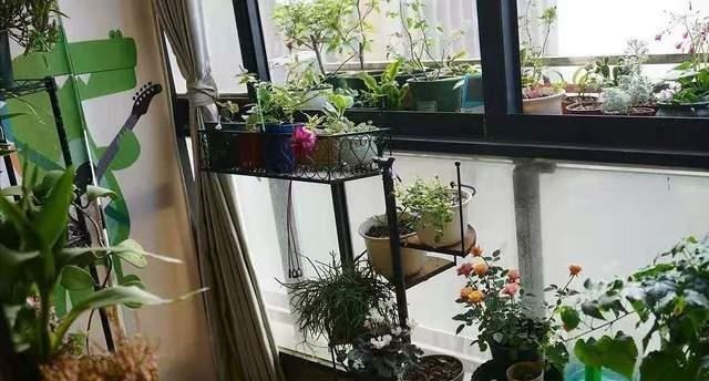 养花高手不买一楼房子，庭院生活，一个阳台就能实现，羡慕