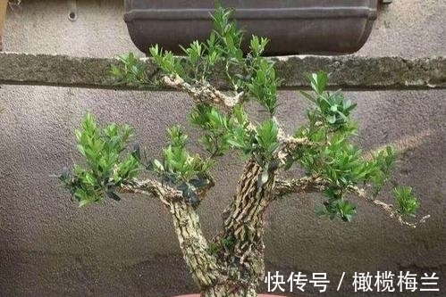 皱皮黄杨,冬季注意几点叶片葱翠生机盎然