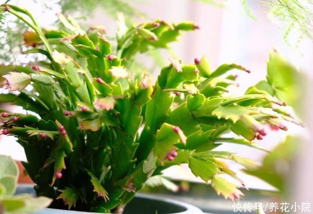 秋天3种花“睡醒了”,给它们补足养分,花苞长满枝头