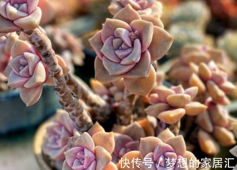 株苗|养花用得花盆越大越好？不！这3种漂亮花偏爱住“小房子”