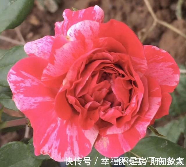 孕蕾|7句老祖宗留下的养花谚语,每一句都是精髓,赶紧记住