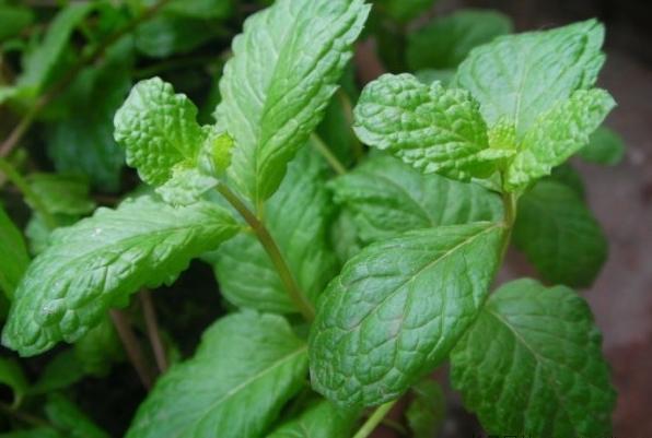 观赏|客厅养盆“薄荷草”,观赏食用两不误,能驱虫能净化空气!