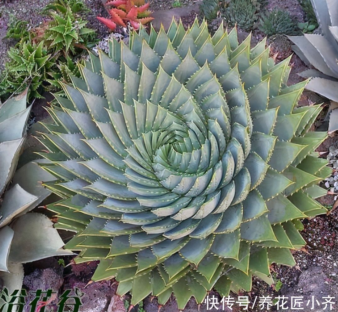 让你看了“眼发晕”的芦荟,它是芦荟中的“女王”,想养谨记2点