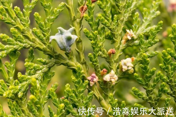 树叶|白发最好的解决办法，不用去染，一片树叶煮水洗头，简单又健康