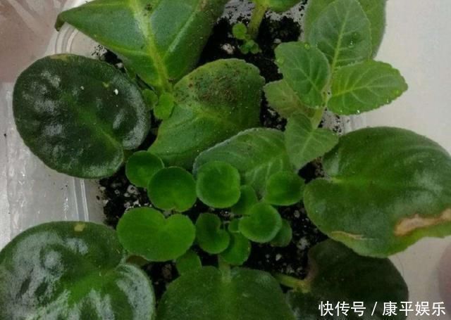 扦插|养4种花，摘下片叶子就能扦插，一样能生根成活