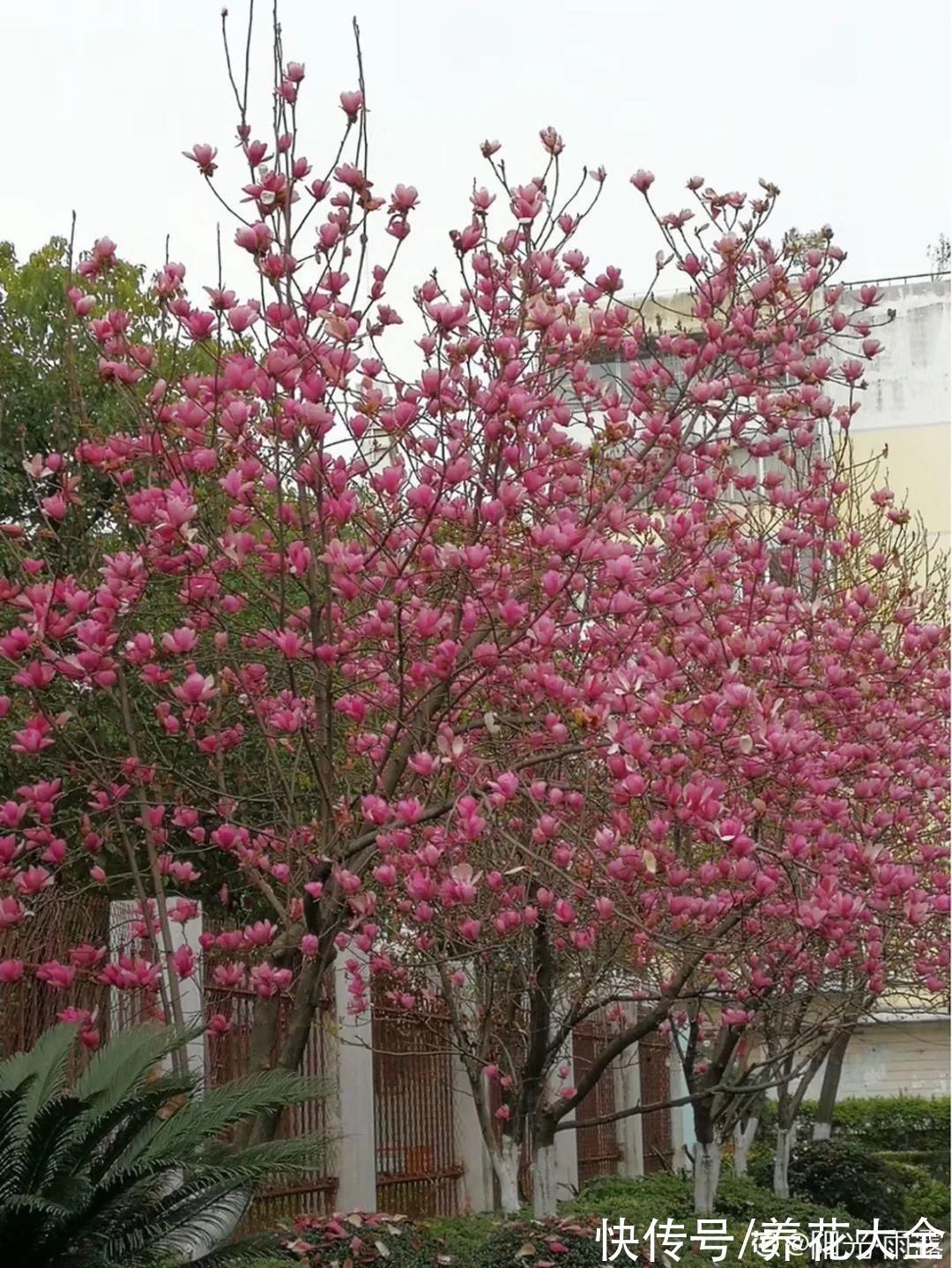家门口种棵“吉祥花”,满树都开花,还有“镇宅”好兆头