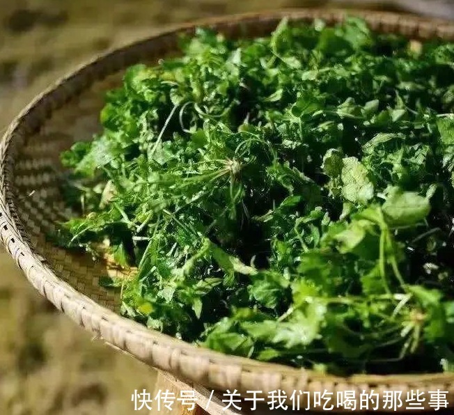 它是“野菜之王”,营养高味道鲜,剁碎包饺子特别香,冬天不吃可惜了