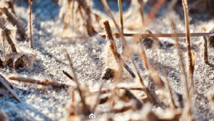 蒲棒|意境太美！暖阳下的蒲棒飞絮如飘雪