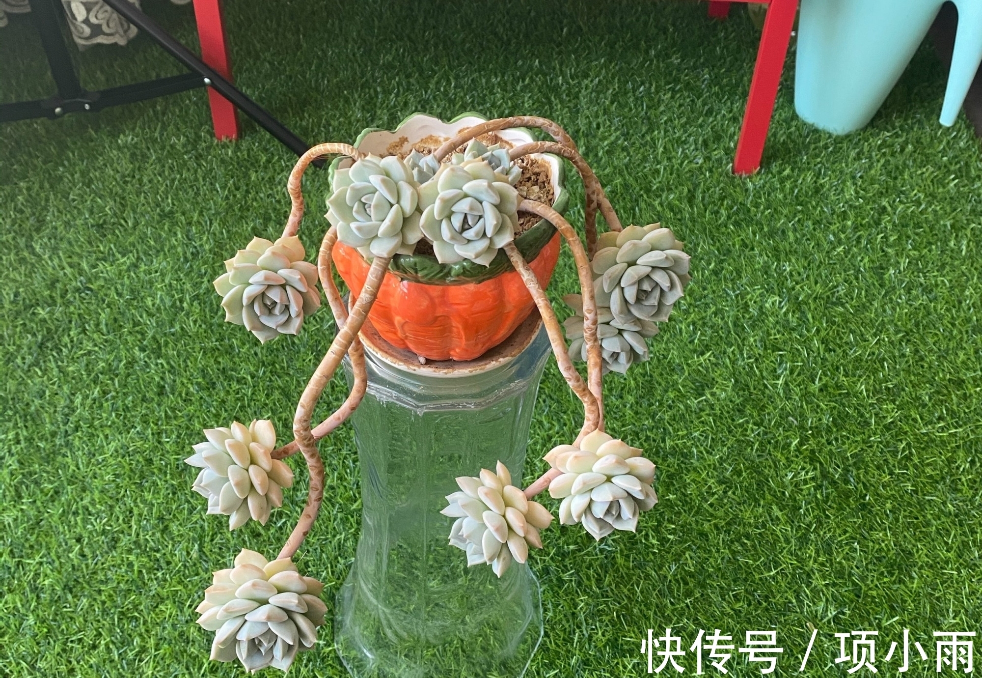 多肉|阳台上养的多肉都有这5个特点,最后3个连露养大神都羡慕