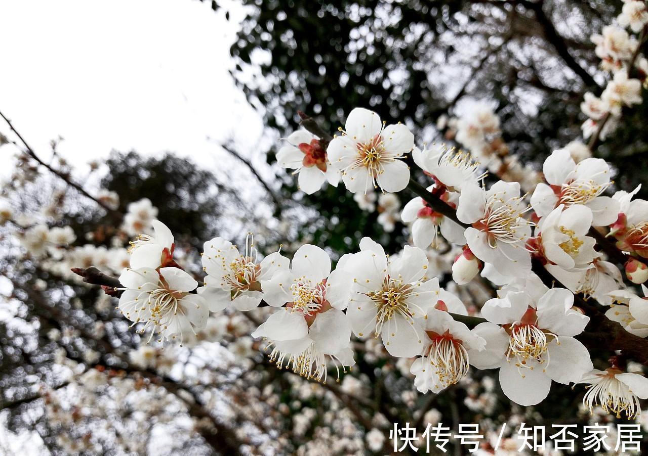 凌波|养花试试这几款，花朵凌寒而开，清新超俗的美