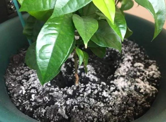 养花盆里出现了蘑菇、野草、白霜不要掉以轻心，做对方能完胜