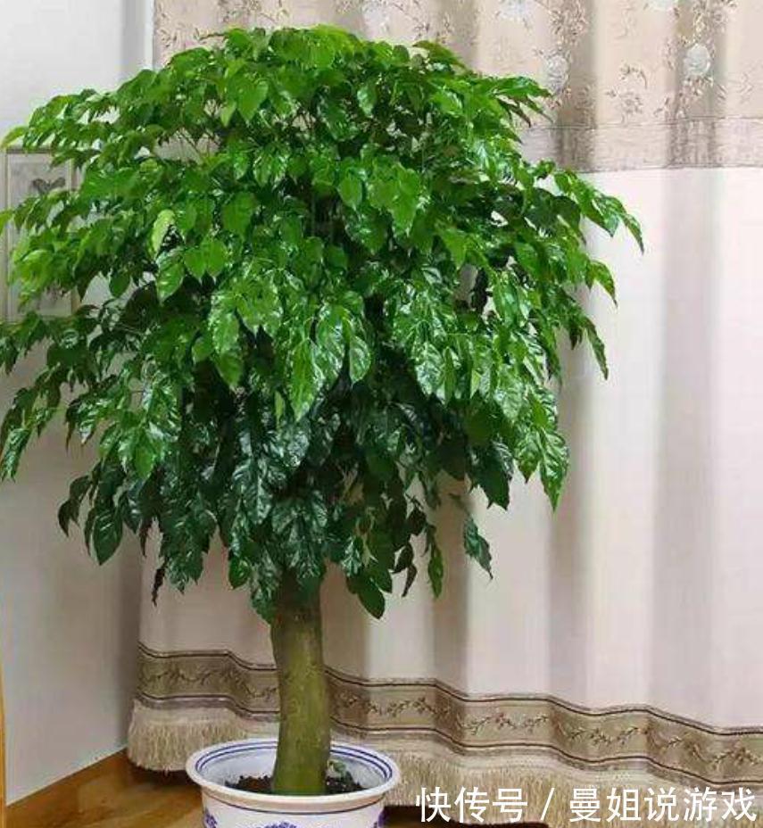 幸福树总是养不长久，焦叶干叶尖，养殖多注意这两点，枝繁叶茂