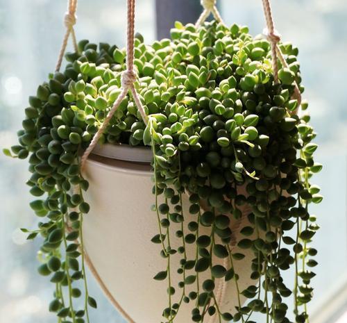 养护|这些多肉6月别买了,怕晒又怕热,容易晒伤难度夏,浪费钱白费力