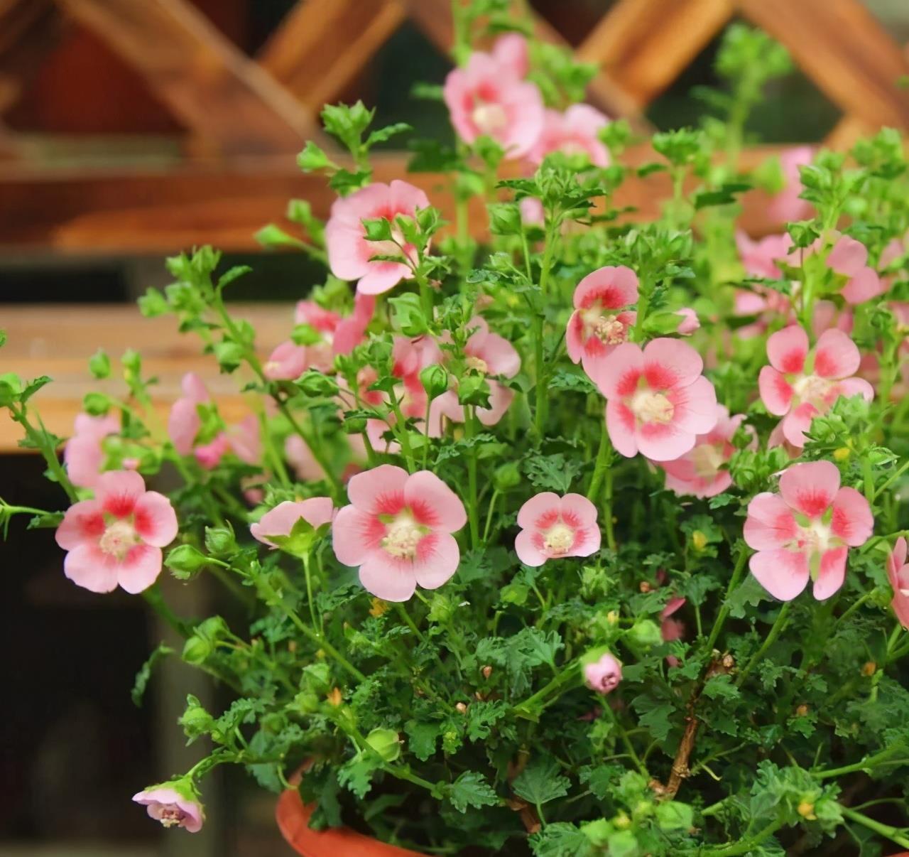 想要窗台美美哒,8种花草养起来,一晒就开花