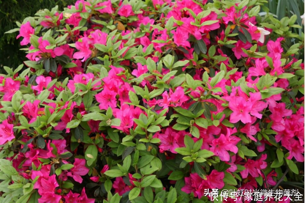 现在入手这几种花、新年新气象、喜气洋洋过大年