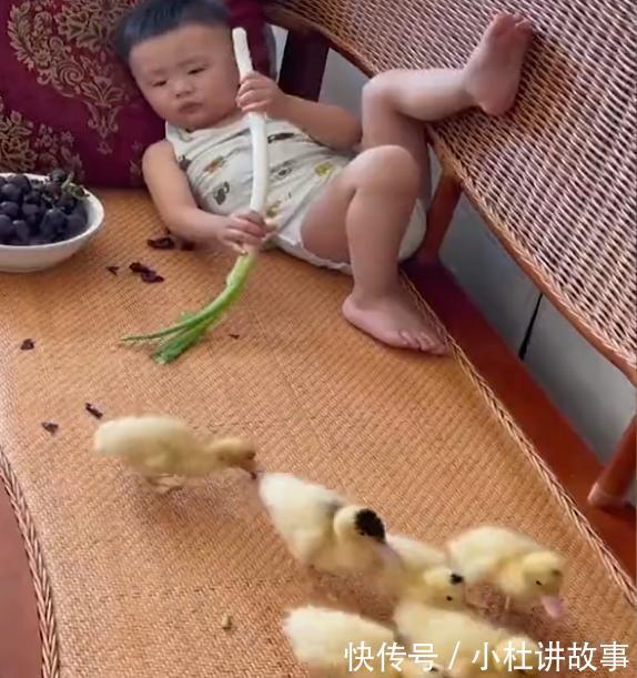 鸭子|吉林萌娃躺沙发大葱配葡萄，将小鸭子捉上沙发，家长睡醒一脸无语