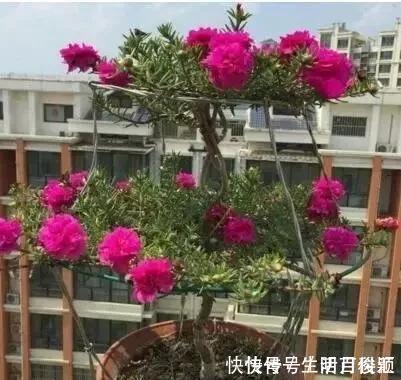 养花|2种“便宜花”,用1招养成“老桩”,美死了,给“1万”都不卖