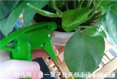 养花浇水，这几个错误别犯，不然养啥花都黄叶烂根，学会一生受用