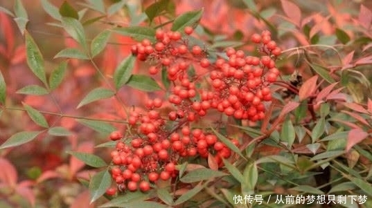 南天竹|在大山里看到这种“果子”，记得赶紧扔掉，它可是含有“剧毒”