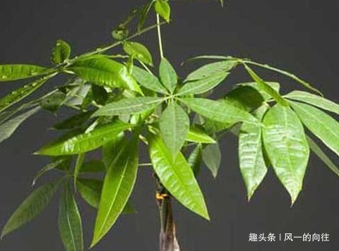 养好发财树就要学会这几点，轻松开出富贵花，真是太漂亮了