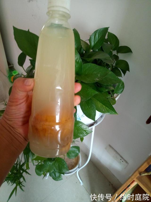 果皮|“嘴馋”的蟹爪兰,就喜欢2种酸,浇一点蹭蹭长,花期早开花