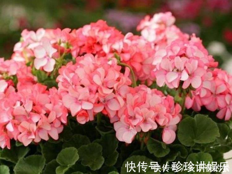 3种漂亮花,花朵大花期长,一年四季开花不断,花朵姿态万千,美