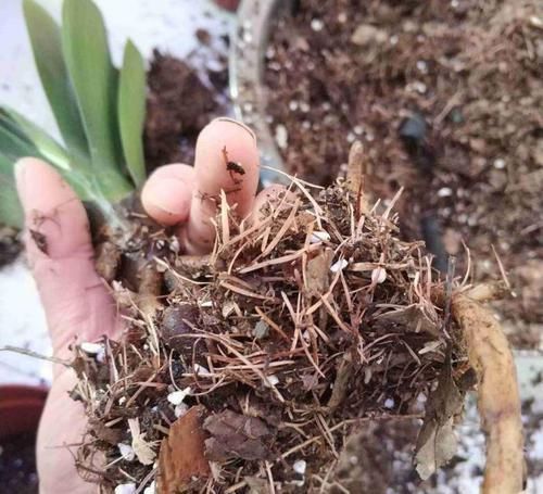 根系|让君子兰“快生根”用上1种“好宝贝”,2周长满狗牙根