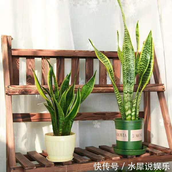 小芽|虎皮兰长得慢、不冒小芽盆土“一扒拉”，小芽蹭蹭窜出来！