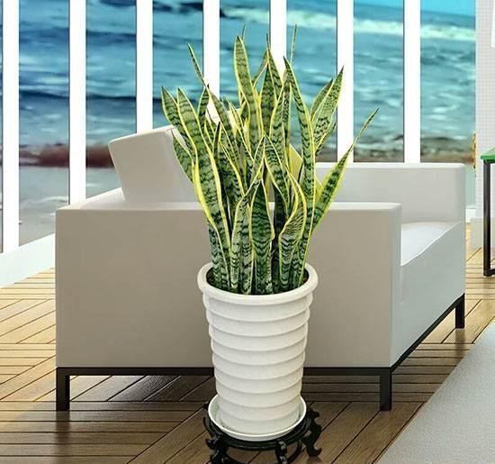 无根“虎皮兰”,上盆简单,2样东西一掺,毛根嗖嗖长,叶子高大