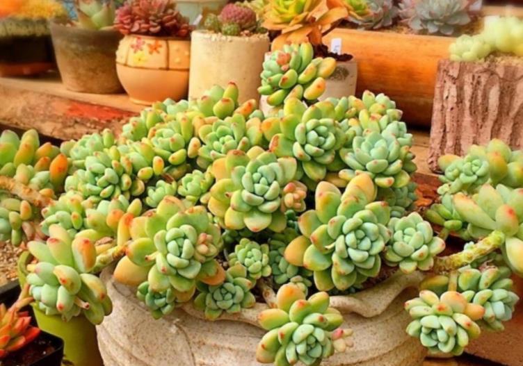 长势|多肉徒长摊大饼?教你这样操作,肉肉变美长势好