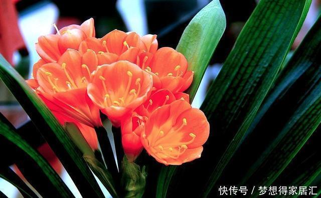 深受花友喜|这五种植物吸尘器,居家栽一盆,既能吸尘除污,又能净化空气