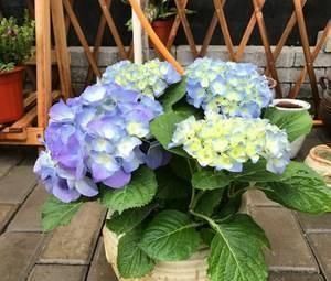 米醋|这4种花最喜欢“吃醋”,施肥前喝点醋,枝叶茂盛花芽更旺