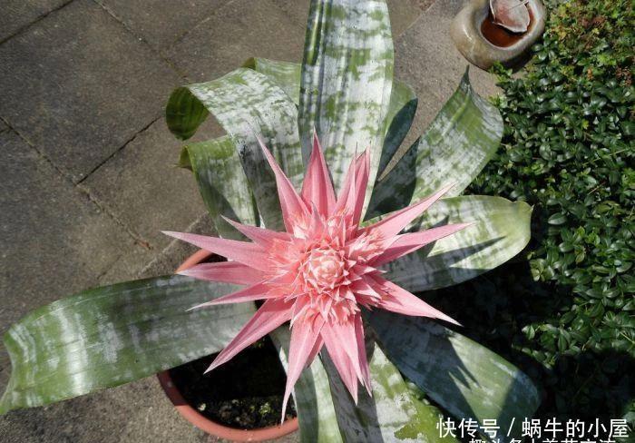 不同环境适合养的盆栽花卉，选合适自己的开花植物很重要