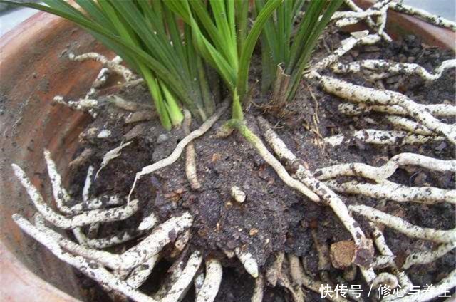 花盆土壤“硬如砖”,去公园捡“2宝贝”埋盆里,土壤松软白根壮!
