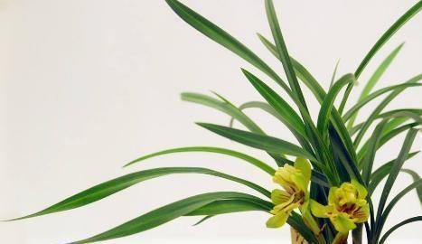 小知识|想要兰花叶子绿, 用这种水来浇, 养出的花美极了