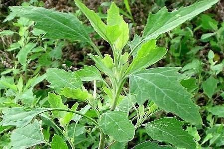 植发|脱发只能靠植发了吗?其实身边有很多生发的小妙招,赶快学起来吧