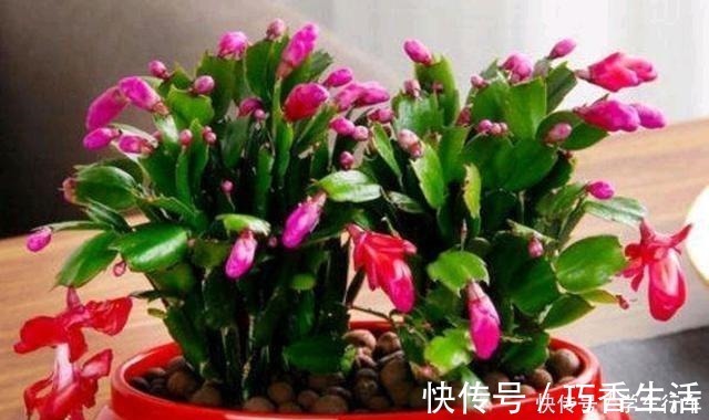 小花|6种花,得“虐”养,少浇水,用破盆,越不管长得越好!