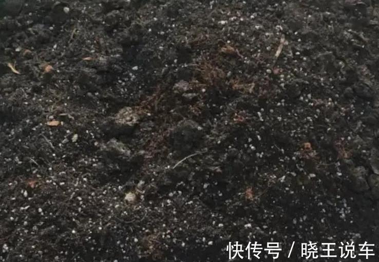 花生壳养多肉不烂根,长势好,株型肥美又漂亮