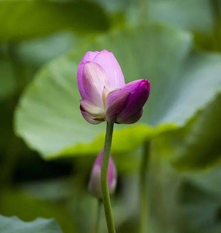 见者|见者好运＂莲莲＂哦~大明湖罕见并蒂莲雨中绽放，能保持4到5天