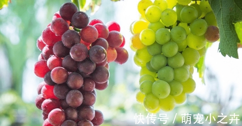 果农|吃葡萄时,用盐还是面粉洗好?果农:错,该这样洗,吃着才放心