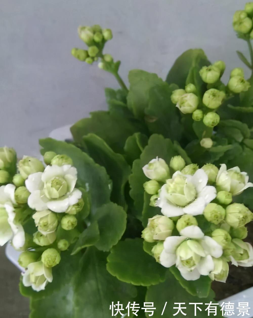 去店里买长寿花,种类太多都挑花眼,这8种真的太漂亮了